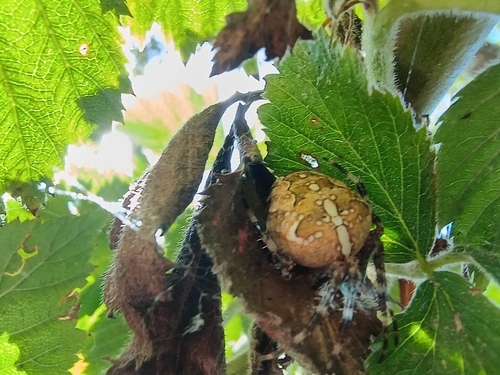 Cross Orbweaver