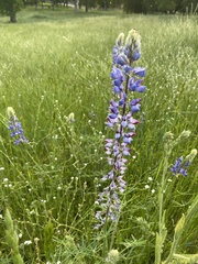 Lupinus angustifolius
