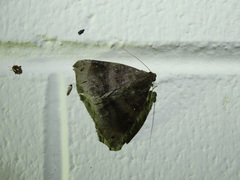 Bastilla hamatilis