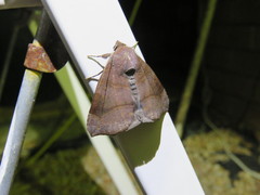 Bastilla hamatilis