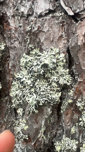 Hooded Tube Lichen