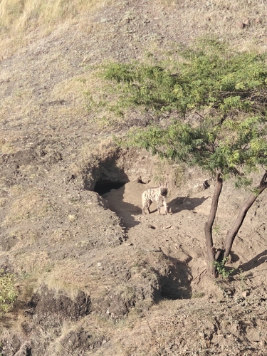 Indian Striped Hyaena