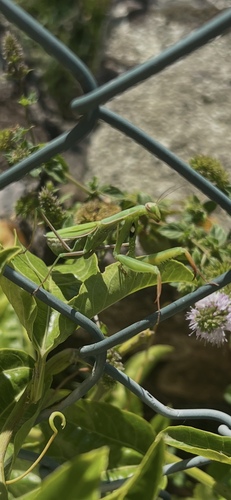 European Mantis