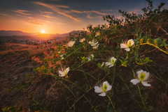 Capparis spinosa herbacea