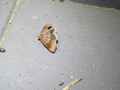 Bastilla hamatilis