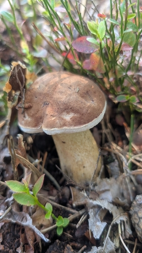 Bitter Bolete