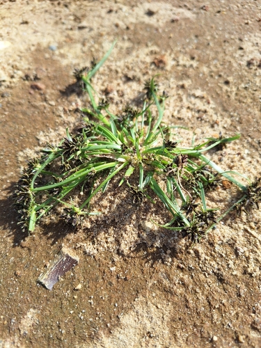 Brown Flatsedge