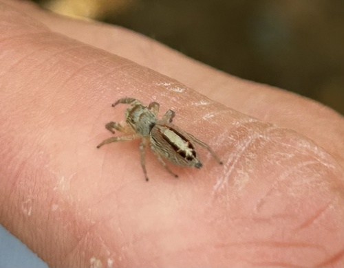 Striking Jumping Spiders