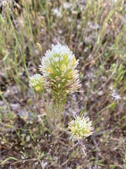 Castilleja densiflora