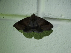 Bastilla hamatilis