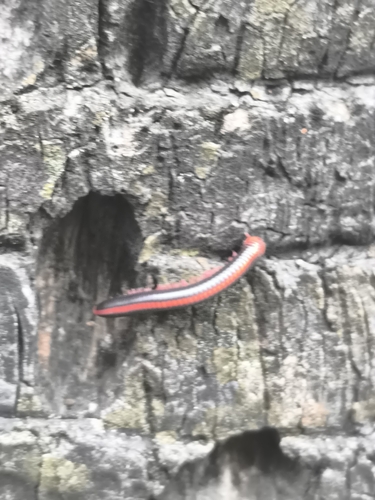 Red Spined Millipede