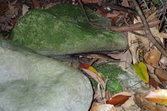 Ateuchosaurus chinensis