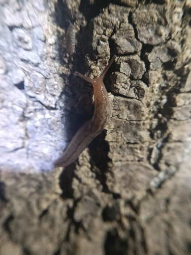 Threeband Slugs