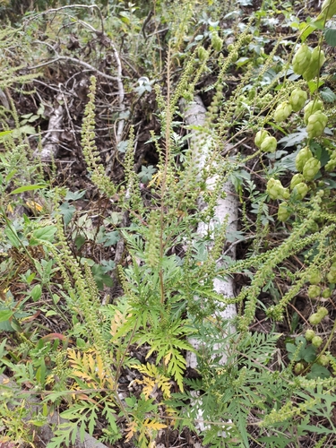 common ragweed