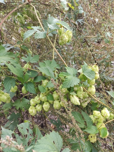 common hops