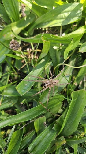 Mediterranean Spiny False Wolf Spider