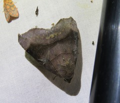 Bastilla hamatilis