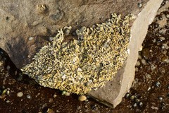 Galeolaria caespitosa