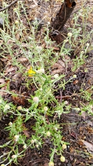 Eriophyllum lanatum lanceolatum
