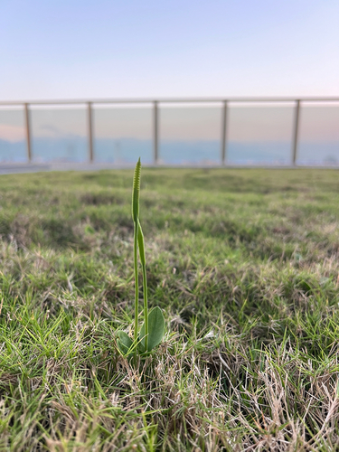 Ophioglossum petiolatum observed 2026-09-19