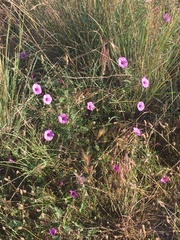Convolvulus althaeoides althaeoides
