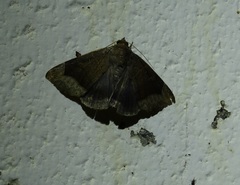 Bastilla hamatilis