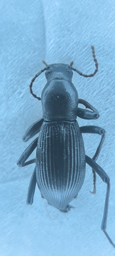 Stenophanes mesostena