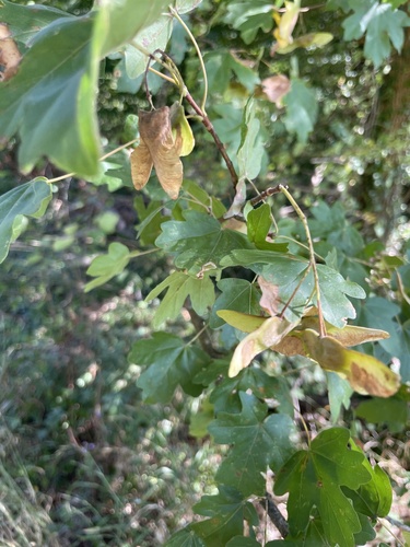 field maple