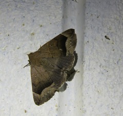 Poaphilini