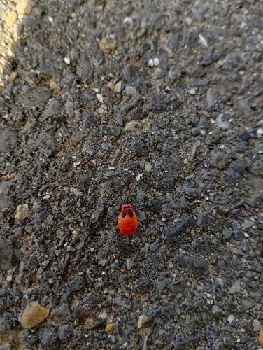 European Firebug