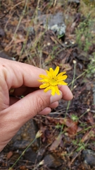 Eriophyllum lanatum lanceolatum