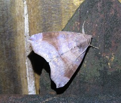 Bastilla hamatilis