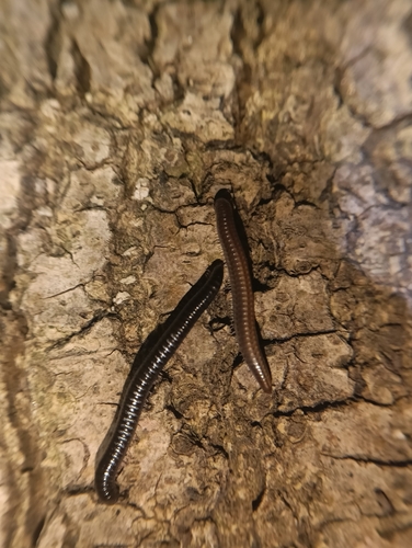 Portuguese Millipede