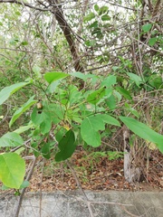 Cordia dentata