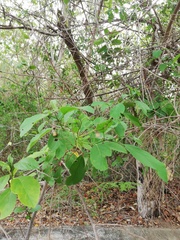 Cordia dentata