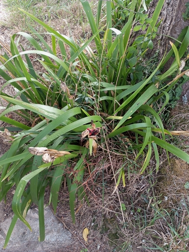 Stinking iris