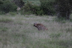 Hyaena hyaena