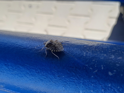 Mottled Stink Bug