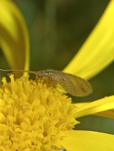 Tasmanian Brown Lacewing