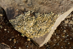 Galeolaria caespitosa