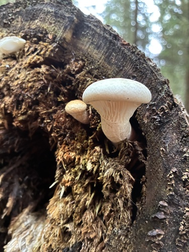 Veiled Oyster