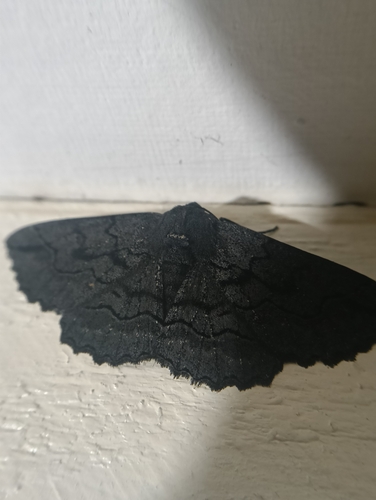 Black Geometrid