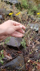 Eriophyllum lanatum lanceolatum