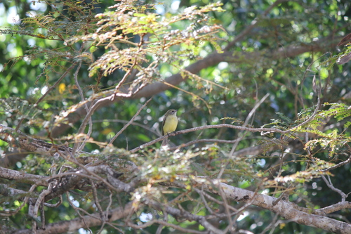 Lemon-bellied Flyrobin