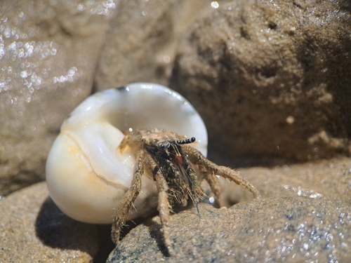 Clibanarius carnifex