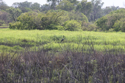 Black-necked Stork