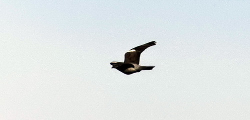 Common Wood-Pigeon