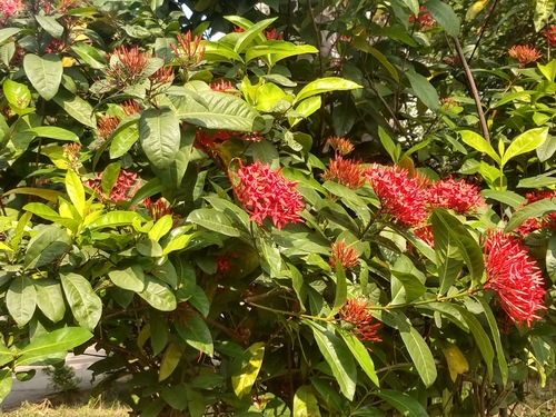 Ixora casei observed 2026-09-19