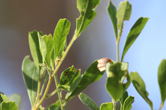 Dodonaea triangularis