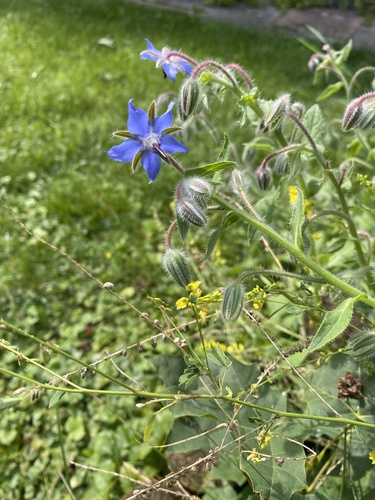 Borage